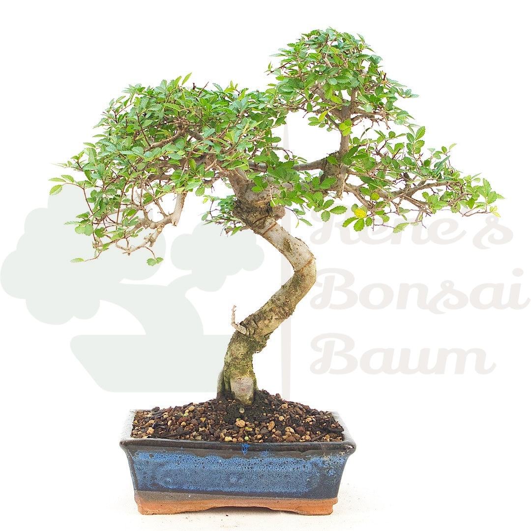 Chinesische Ulme 'Zelkova parvifolia'